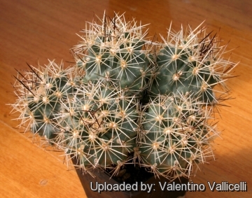 11136 valentino Valentino Vallicelli