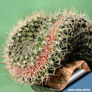 4631 cactus-art Cactus Art
