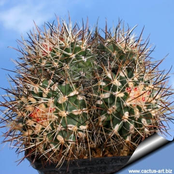4622 cactus-art Cactus Art
