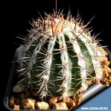 5686 cactus-art Cactus Art