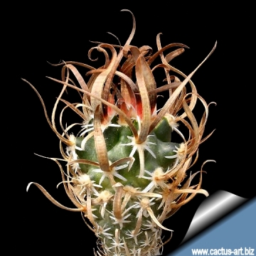10157 cactus-art Cactus Art