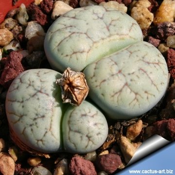 4376 cactus-art Cactus Art