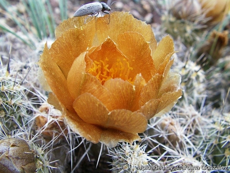 Opening flower in habitat.