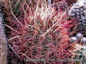 Sclerocactus polyancistrus