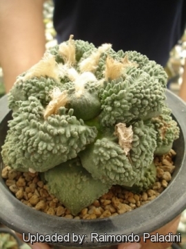 Ariocarpus fissuratus cv. Cauliflower x Godzilla