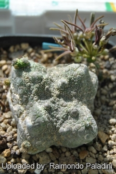 Pseudolithos cubiformis