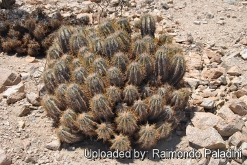 Copiapoa solaris