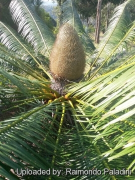 Cycas siamensis