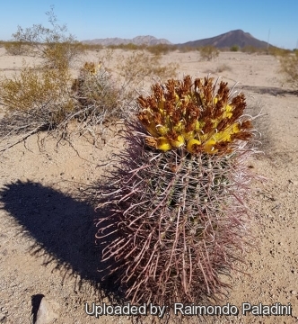 Ferocactus wislizeni subs. ajoensis