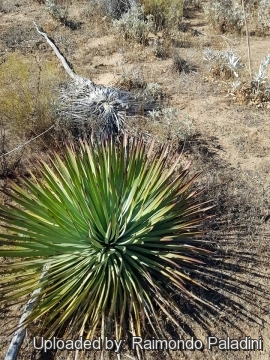 Hesperoyucca whipplei