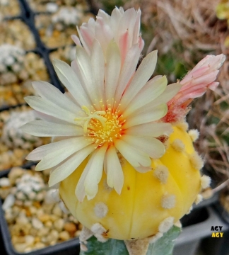 Astrophytum asterias var. nudum f. aurea