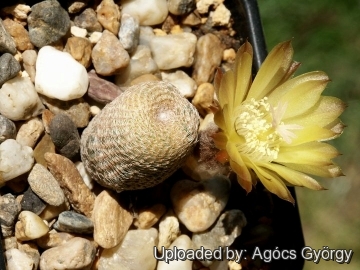 Echinopsis famatimensis var. variegata