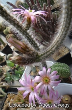 Echinocereus schmollii