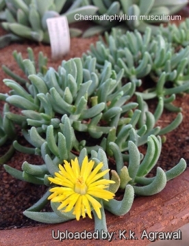 Chasmatophyllum musculinum