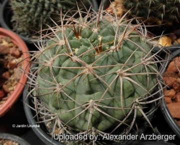 Gymnocalycium ritterianum