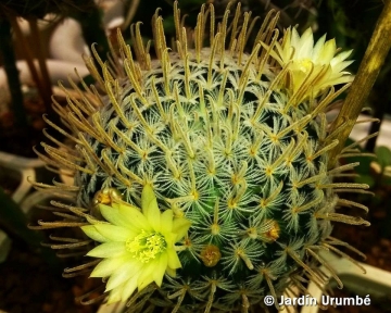 Mammillaria crinita subs. duwei