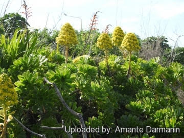 Aeonium arboreum