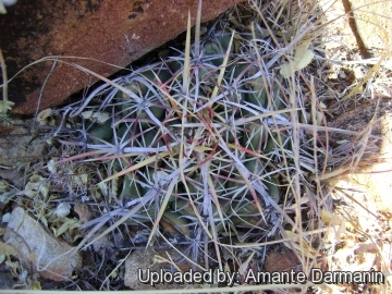 Thelocactus bicolor subs. heterochromus