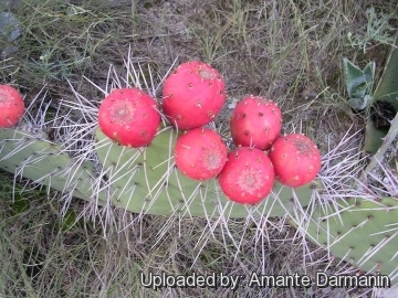 Opuntia stenopetala