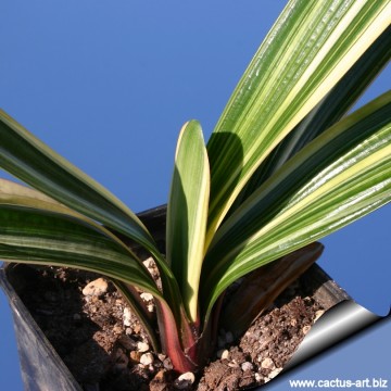 Clivia miniata f. variegata cv. Chinese Five Color Orchid