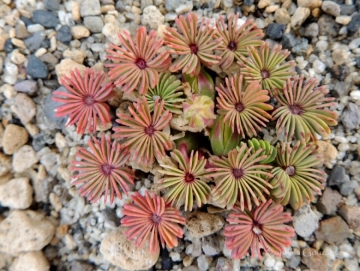 Oxalis adenophylla