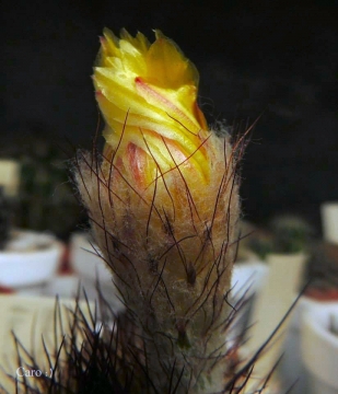 Notocactus brederooianus