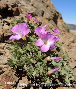 Oxalis adenophylla