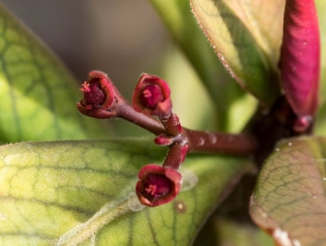 Euphorbia umbellata