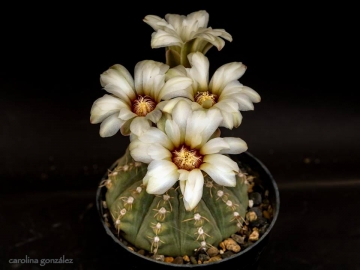 Gymnocalycium quehlianum