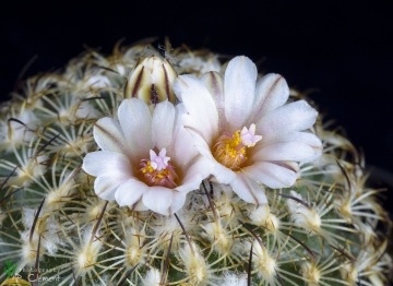 Turbinicarpus ysabelae