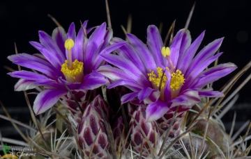 Thelocactus conothelos