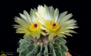 Parodia buiningii