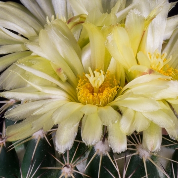 Coryphantha vogtherriana