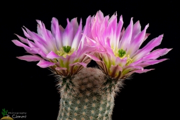 Echinocereus pectinatus