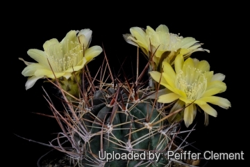 Lobivia pugionacantha var. versicolor