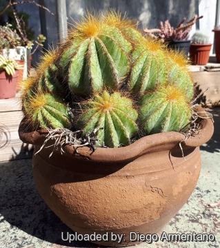 Parodia magnifica