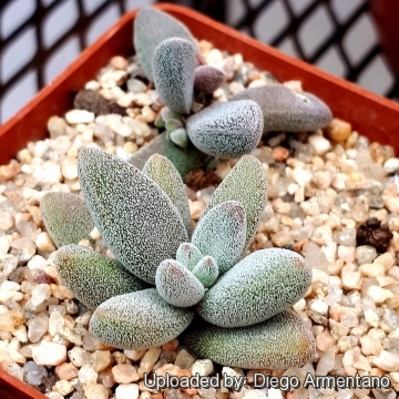 Crassula tecta