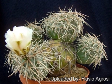 Tephrocactus alexanderi