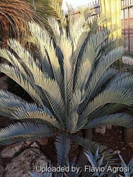 Encephalartos lehmannii