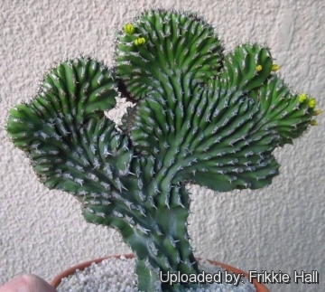 Euphorbia ledienii f. cristata