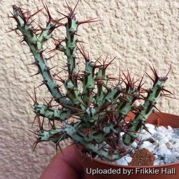 Euphorbia aeruginosa