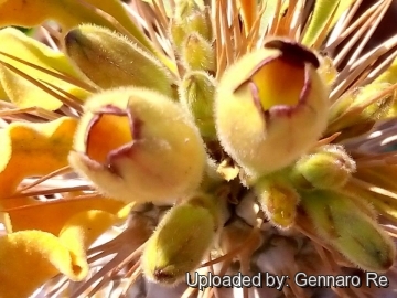 Pachypodium namaquanum