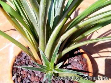 Fascicularia bicolor subs. canaliculata