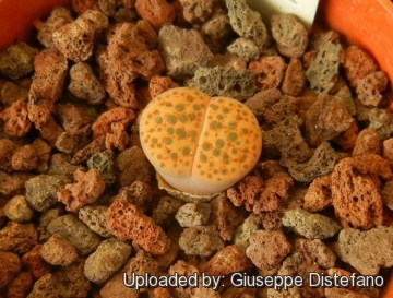 Lithops fulviceps