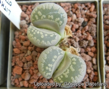 Lithops otzeniana