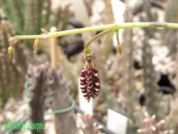 Caralluma turneri