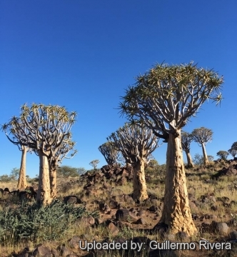 Aloe dichotoma