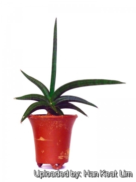 Sansevieria patens