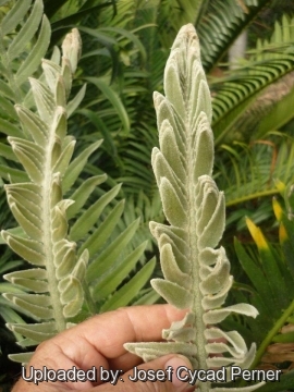 Encephalartos septentrionalis cv. Sudan Silver