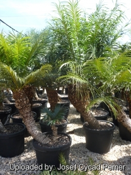 Cycas seemannii